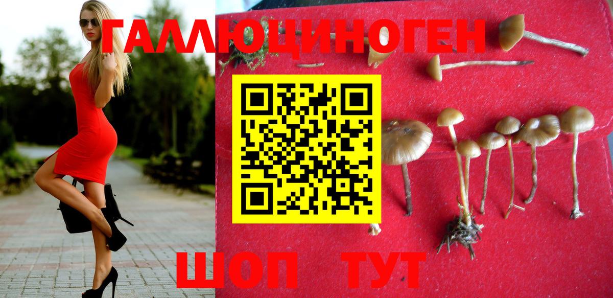 Кулебаки  Псилоцибиновые грибы Cubensis  Вход с VPN 